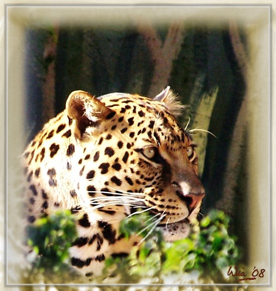 Leopard portrait