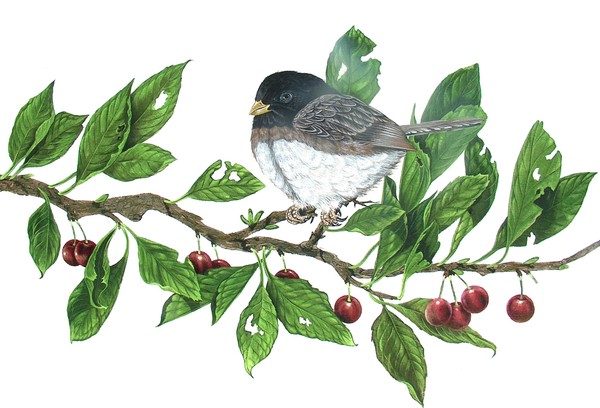 Oregon Junco On Cherry Tree