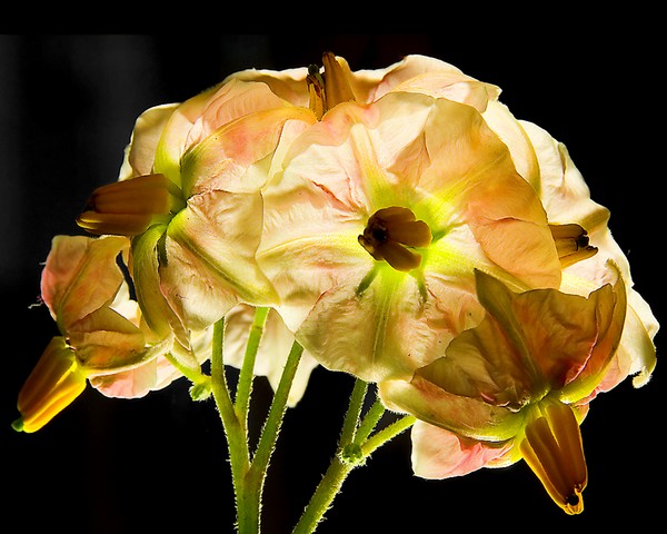 Potatoe Vine flowers