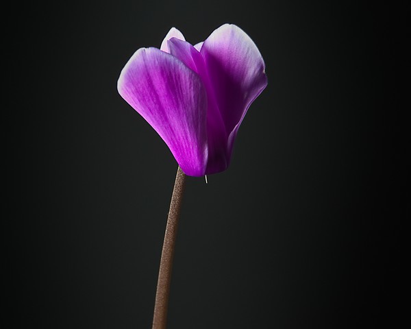Cyclamen