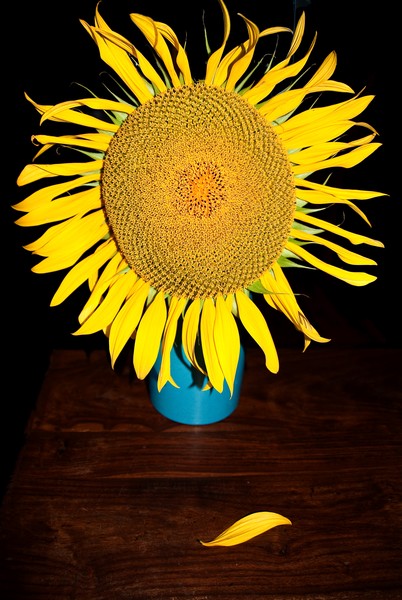 The Lost Petal