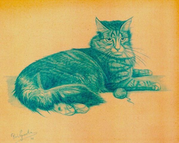 The cat