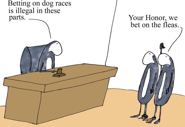 betting on the fleas