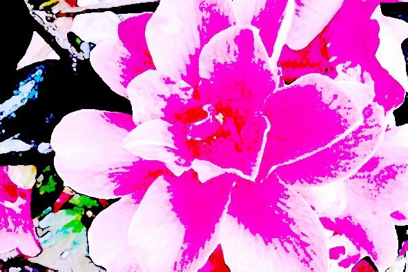 Pink Flower