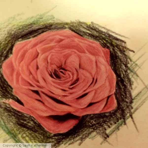 sketch of a rose