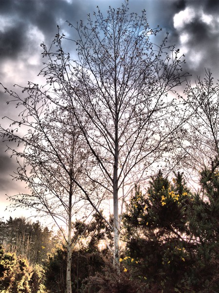 HDR Ash Tree