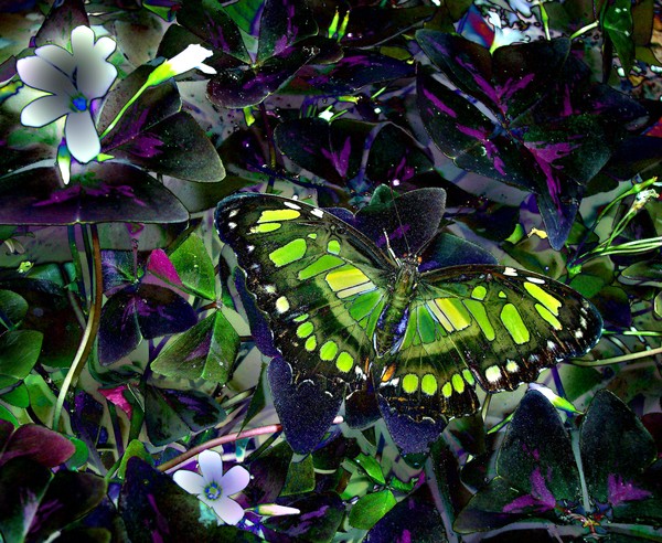 butterfly on shamrocks