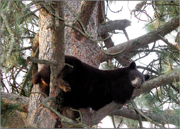 Sleepy Bear