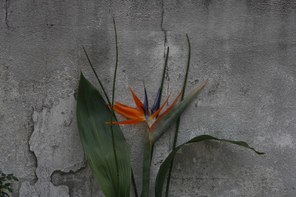 Bird of paradise