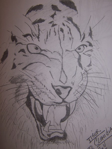 tiger-2
