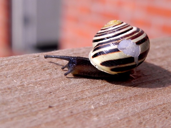 Broken Shell Snail