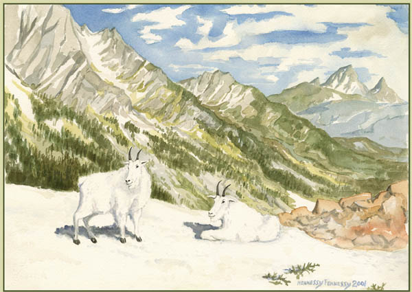 Mountain Goats