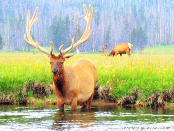 Male Rocky Mountain Elk, Yellowstone NP