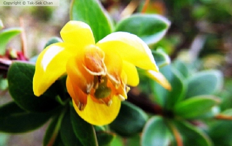 Calafate Flower (Berberis buxifolia), Argentina 11-08-2015