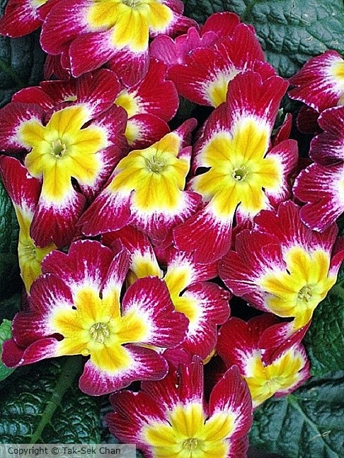 Primrose (Primula malacoides) 03-12-2006