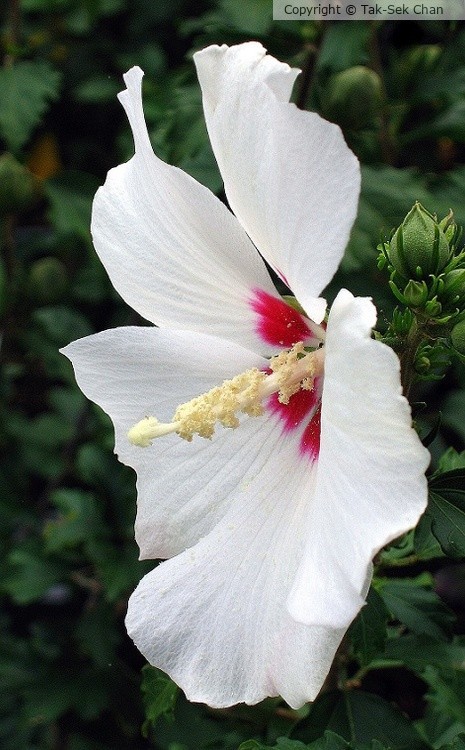 Hibiscus syriacus (Red Heart) 07-13-2011
