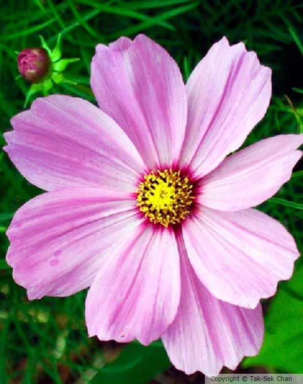 Cosmos (Cosmos bipinnatus Sonata Pink) 07-21-2006