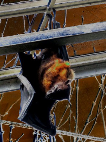 Sleeping Bat