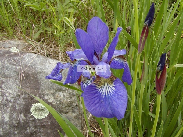 Purple Iris