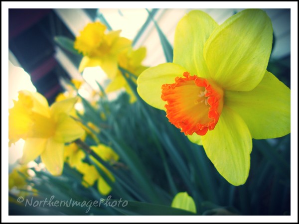 Daffodils