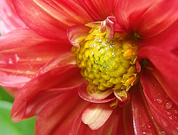 Luscious