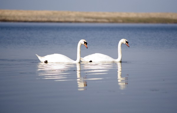 Pair of Swans