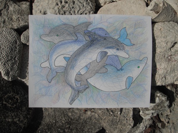 Dolphin Dance
