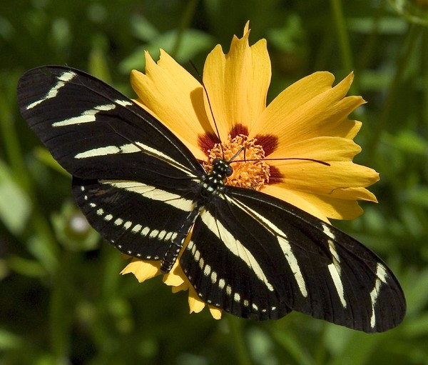 ZEBRA=WIDE WINGED BUTTERFLY  TEXAS NATIVE