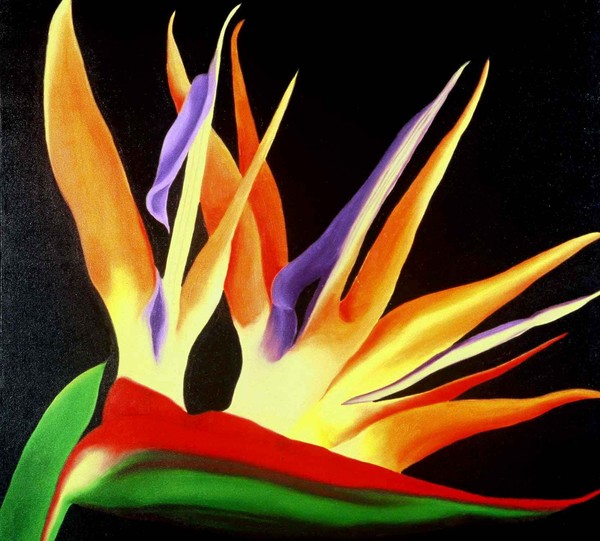 Bird of Paradise