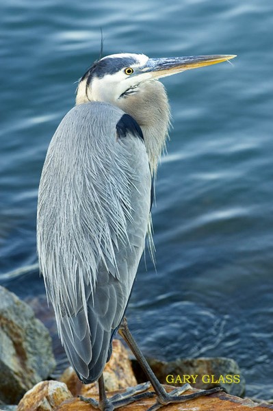 Heron on the Rocks