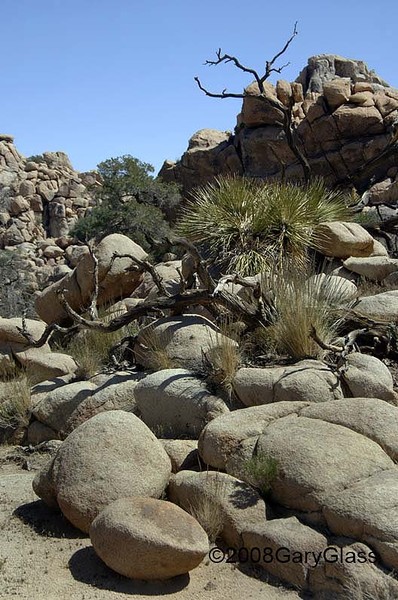 Where Once Stood Trees Now Lay Granite
