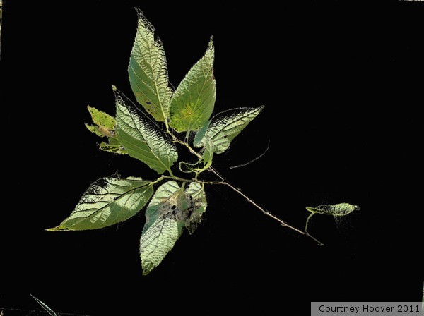 Plant out of Darkness