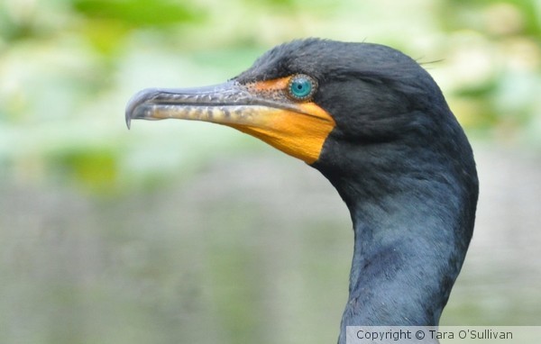 Cormorant