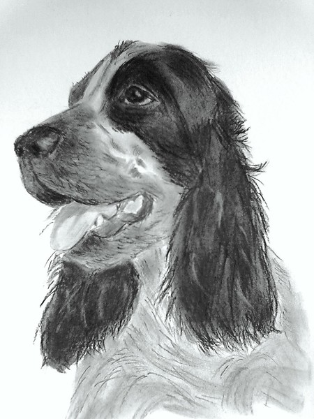Lovely Spaniel