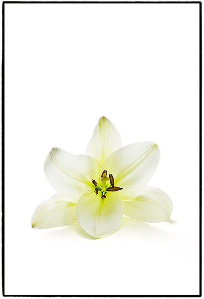 Asiatic Lily Number One