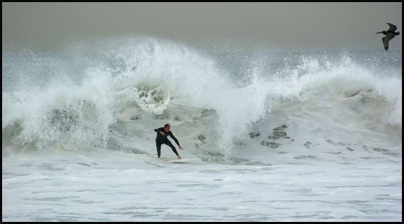 Seascape with bird and surfer