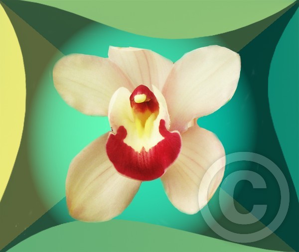 Orchid in Green