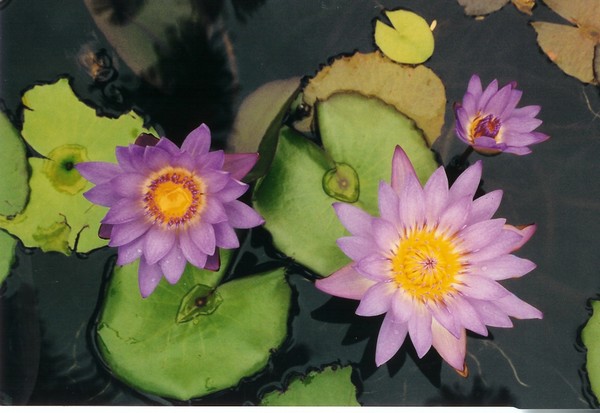 water lillies