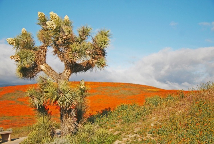 Joshua Tree in Bloom at the Antelope Valley California Poppy Reserve