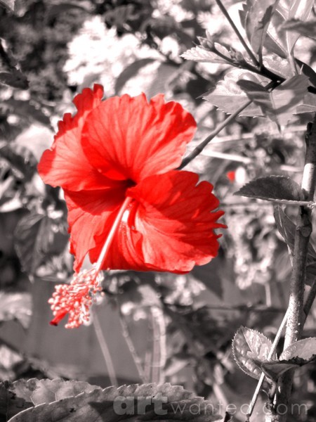 red