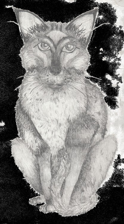 Creepy Cat