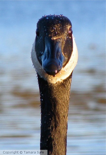 Head-on Goose