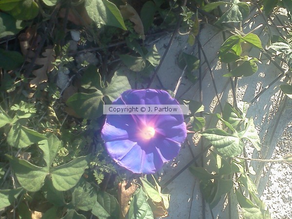 Happy Purple Glory