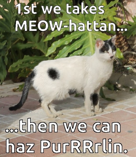 funny MEOWHATTAN cat MEME