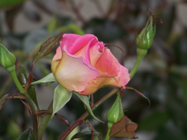 NICE ROSE