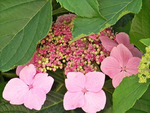 HYDRANGEA