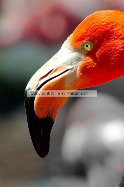Flamingo head shot