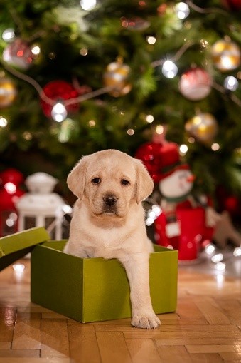 puppies (74)