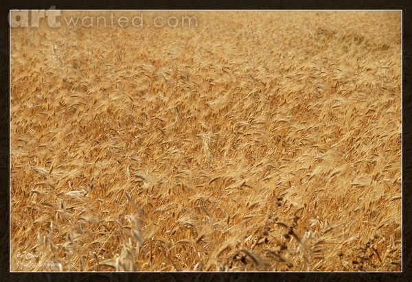 fields of gold
