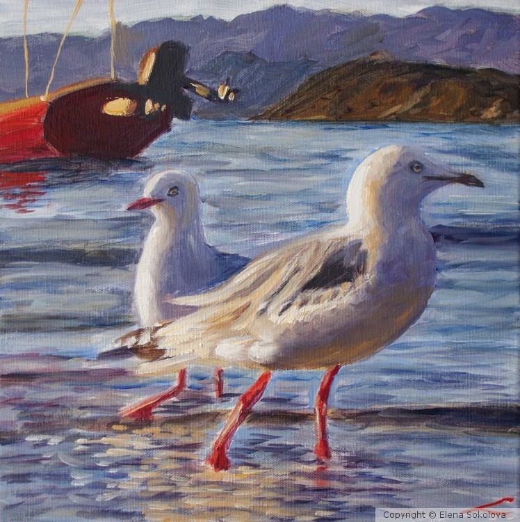 Walking seagulls